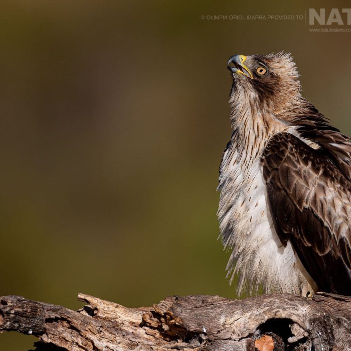A-Booted-Eagle-looks-skywards-photographed-on-the-estate-used-for-the-NaturesLens-Birds-of-Extremadura-photography-holiday
