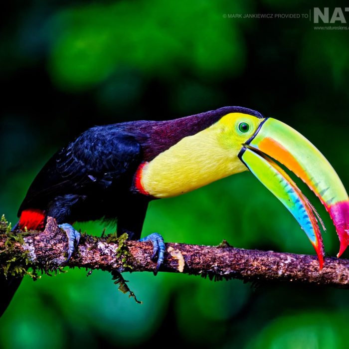 A-Keel-billed-Toucan-photographed-during-the-Icons-of-Costa-Rica-Photography-Holiday-From-NaturesLens