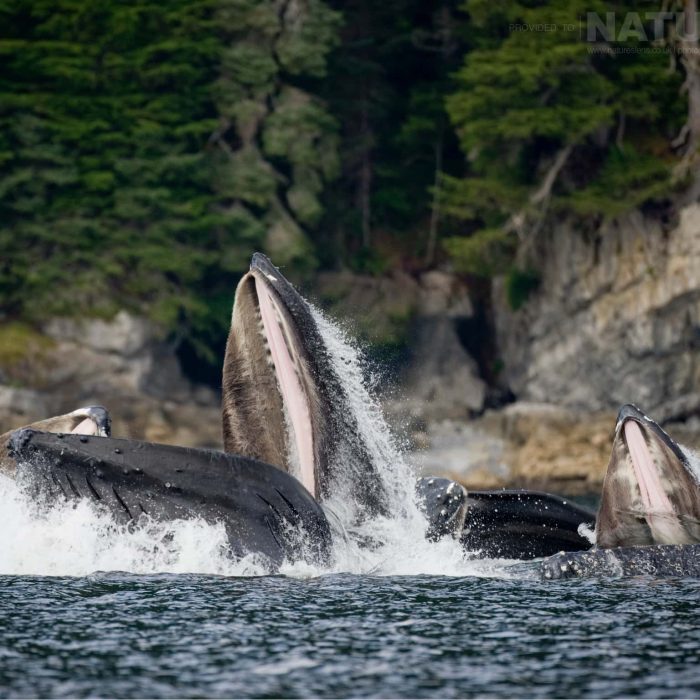 A-pod-of-Bubble-netting-Whales-burst-to-the-surface-off-the-coast-of-Sitka-in-Alaska