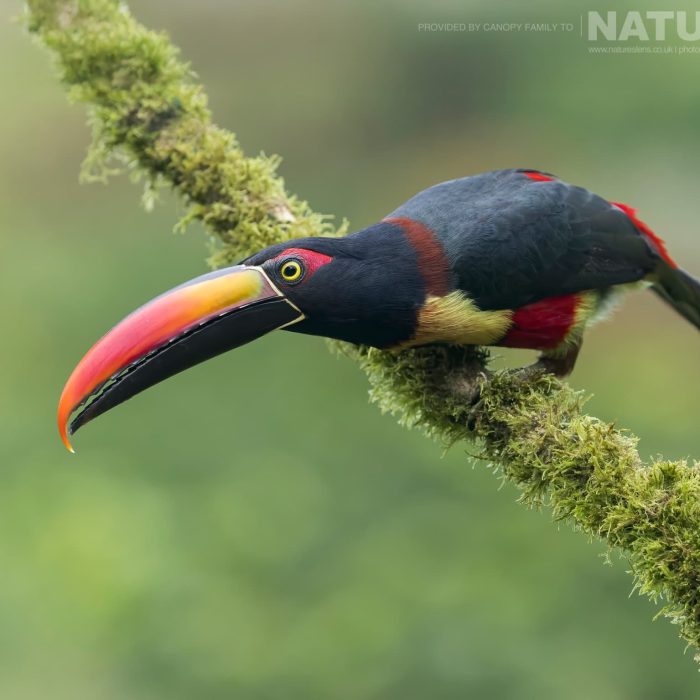 An-example-of-a-Fiery-billed-Aracari-photographed-in-the-locations-for-this-Fantastic-Wildlife-of-Panama-photography-holiday