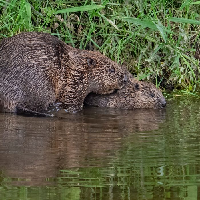Beavers_01082025-3374