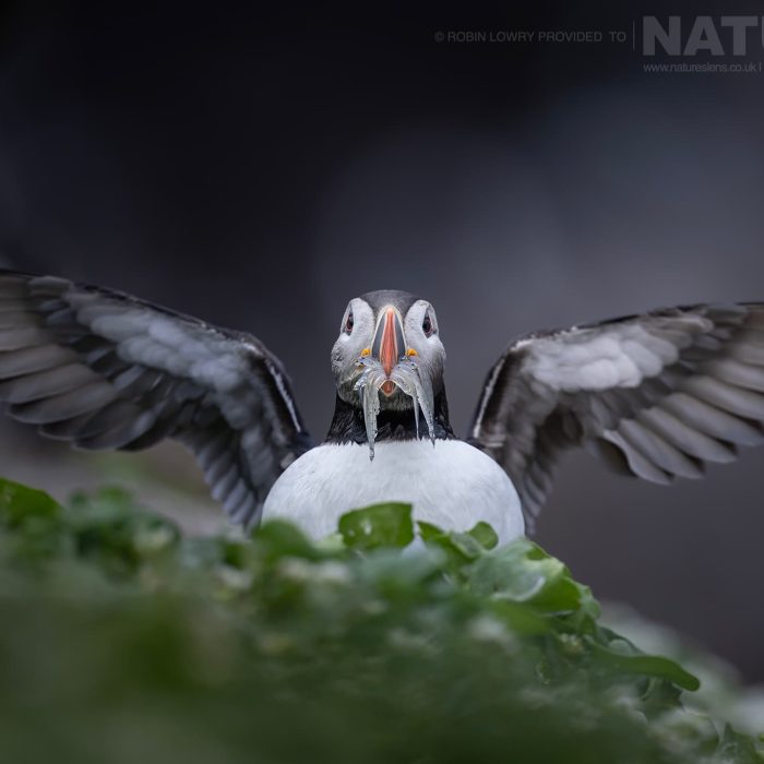 Photograph-the-puffins-of-Grimsey-Island-with-NaturesLens-in-2025-07