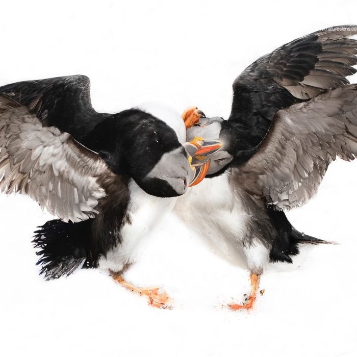 Puffins-in-the-snow-photographed-at-one-of-the-locations-for-this-Puffins-in-the-snow-photography-holiday