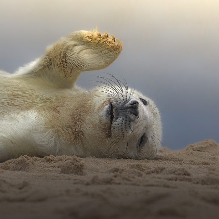Seals-header-01