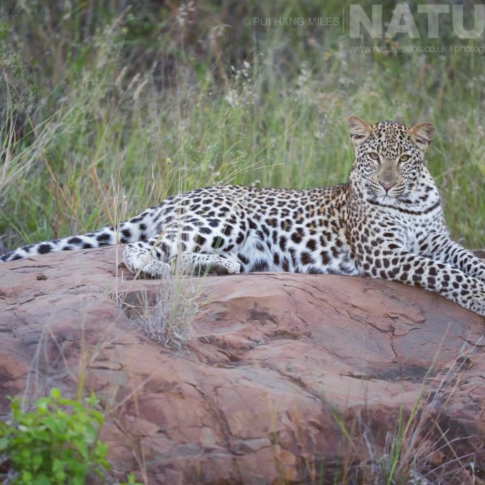 a-female-leopard-lounging-on-a-rock-as-photographed-during-the-natureslens-zimanga-wildlife-hides-and-safaris-photography-holiday