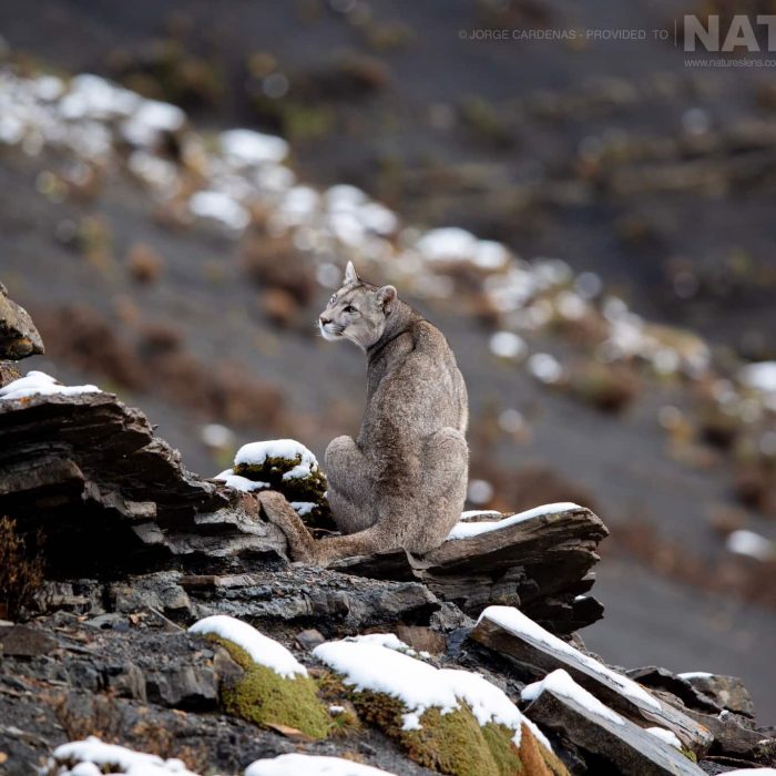 a-puma-resting-on-a-rocky-outcrop-within-its-natural-habitat-in-the-torres-del-paine-national-park