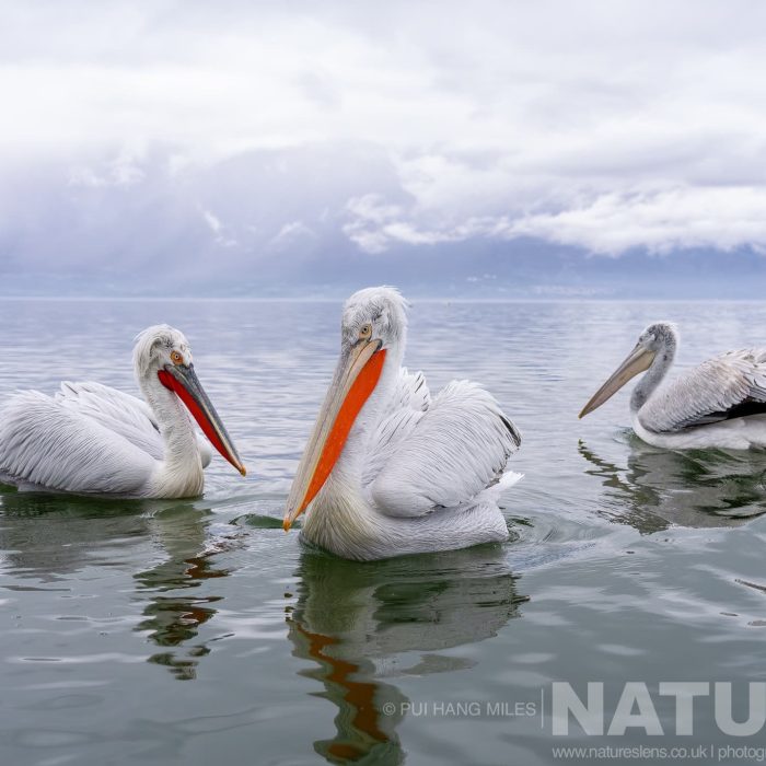a-trio-of-the-dalmatian-pelicans-of-greece-drifting-on-the-waters-of-lake-kerkini