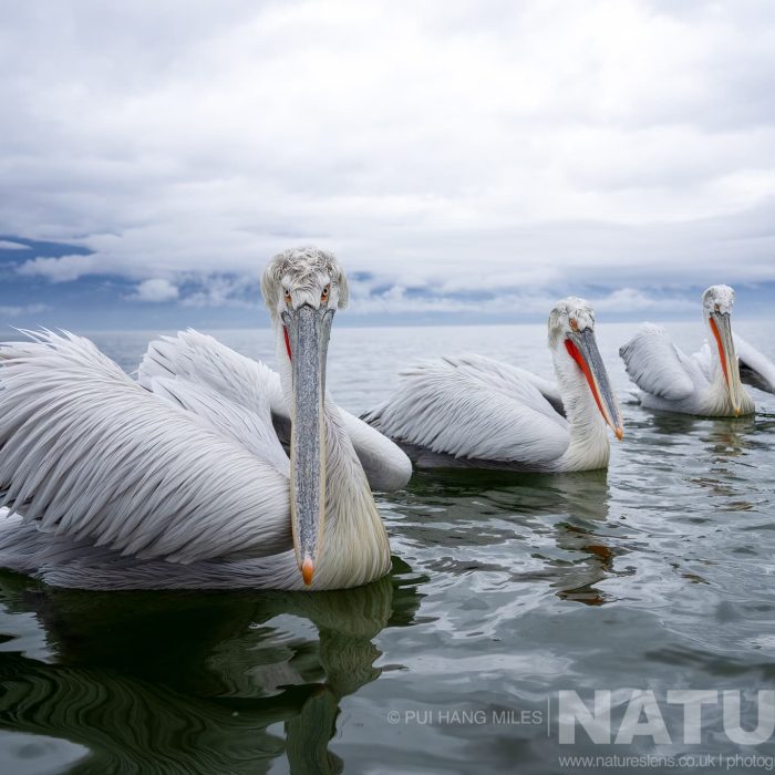 a-trio-of-the-pelicans-of-lake-kerkini-drifting-on-the-waters-of-lake-kerkini