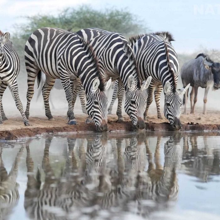 an-image-typical-of-the-african-wildlife-captured-at-the-camp-used-for-the-natureslens-rift-valley-wildlife-photography-holiday-04