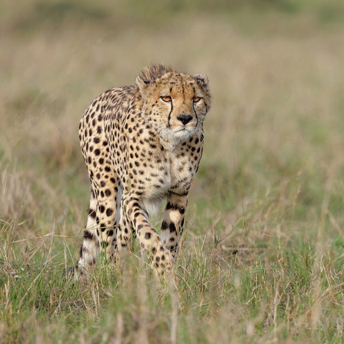 cropAnn-Aveyard_male-cheetah_Masai-Mara-copy