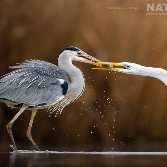 fighting-wading-birds-at-bence-mates-photography-hides-during-the-hungarian-winter