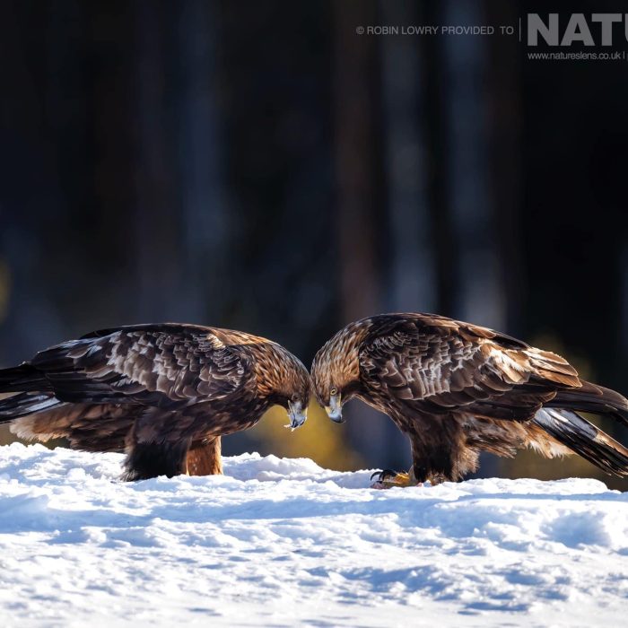 the-pair-of-golden-eagles-photographed-during-a-natureslens-photography-holiday-to-photograph-northern-sweden-eagles-in-winter