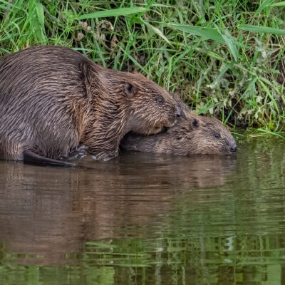 Beavers_01082025-3374