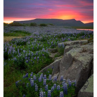 lupins-mid-sun