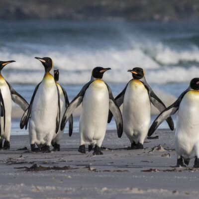 Volunteer-King-Penguin-11