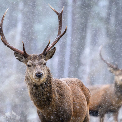 reddeer_01122024-4014
