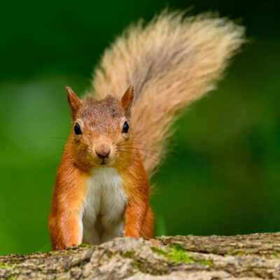 SquirrelSite_09082025-4891
