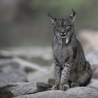IberianLynx_01