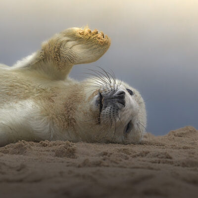 Seals-header-01