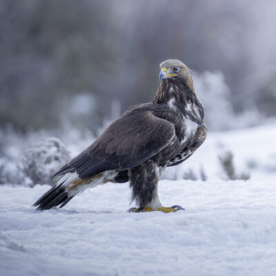 VS_Eagle_01