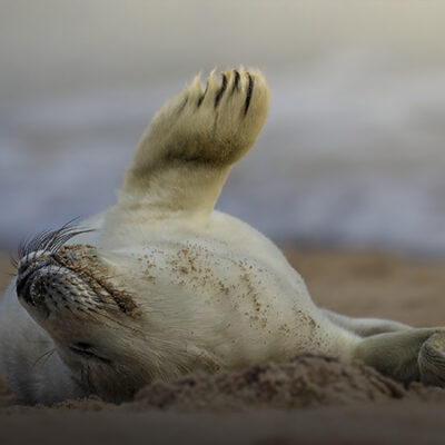 WORK_Seals_01
