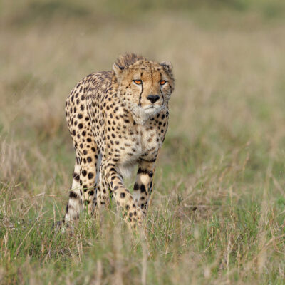 cropAnn-Aveyard_male-cheetah_Masai-Mara-copy