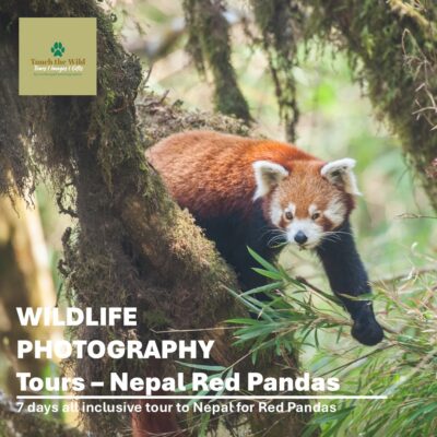 Red-Panda-Tour