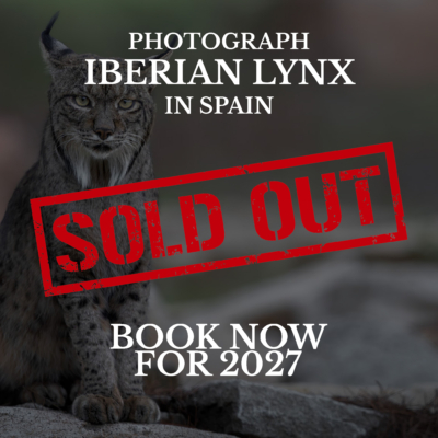 IberianLynx_Main_00_SOLD