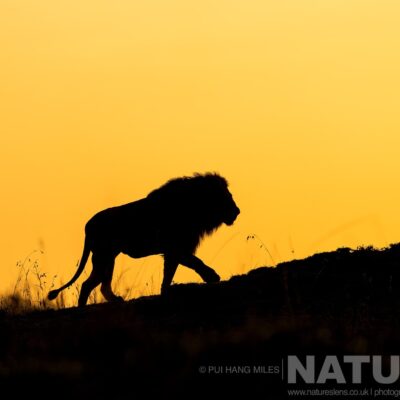 a-lion-silhouetted-by-the-rising-sun-behind-photographed-during-a-natureslens-photography-holiday-to-photograph-the-wildlife-of-the-maasai-mara