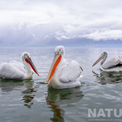 a-trio-of-the-dalmatian-pelicans-of-greece-drifting-on-the-waters-of-lake-kerkini