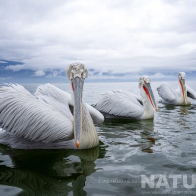 a-trio-of-the-pelicans-of-lake-kerkini-drifting-on-the-waters-of-lake-kerkini