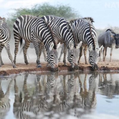 an-image-typical-of-the-african-wildlife-captured-at-the-camp-used-for-the-natureslens-rift-valley-wildlife-photography-holiday-04
