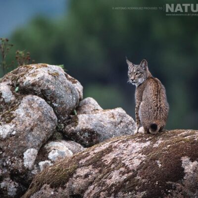 lynx-photographed-at-the-new-location-which-is-used-for-the-iberian-lynx-in-spain-during-spring-photography-holiday-01
