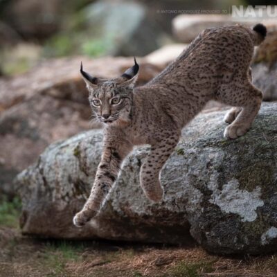 lynx-photographed-at-the-new-location-which-is-used-for-the-iberian-lynx-in-spain-during-spring-photography-holiday-03
