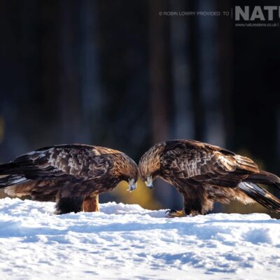 the-pair-of-golden-eagles-photographed-during-a-natureslens-photography-holiday-to-photograph-northern-sweden-eagles-in-winter