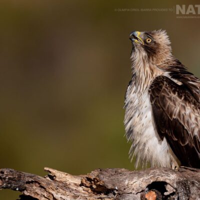 A-Booted-Eagle-looks-skywards-photographed-on-the-estate-used-for-the-NaturesLens-Birds-of-Extremadura-photography-holiday