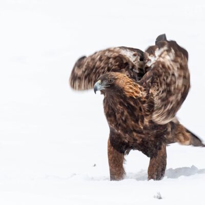 One-of-the-Golden-Eagles-ruffling-photographed-at-the-locations-used-for-the-NaturesLens-Winter-Wildlife-of-Finland-Photography-Holiday