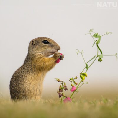 a-ground-squirrel-photographed-at-bence-mate-hides-in-hungary-during-a-natureslens-wildlife-photography-holiday