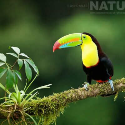 a-keel-billed-toucan-typical-of-the-kind-of-image-we-hope-you-will-capture-during-our-costa-rican-wildlife-photography-holiday