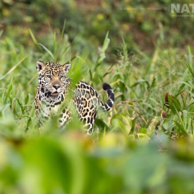 a-patrolling-jaguar-found-on-the-banks-of-the-pantanal-river-during-the-natureslens-jaguars-of-the-pantanal-photography-holiday
