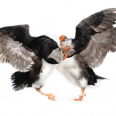 Puffins-in-the-snow-photographed-at-one-of-the-locations-for-this-Puffins-in-the-snow-photography-holiday